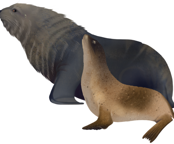 New Zealand Sea Lion - Marinewise
