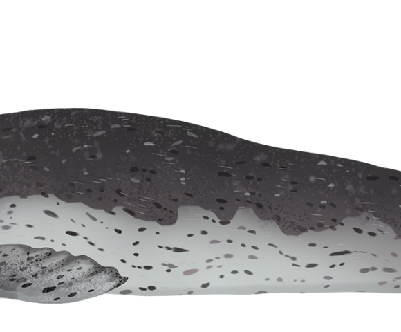 Leopard Seal - Marinewise