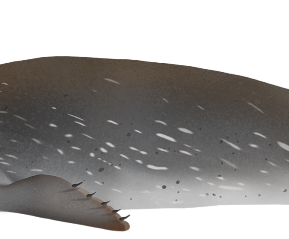 Weddell Seal - Marinewise