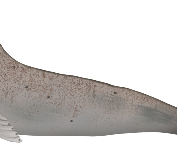 Crabeater Seal - Marinewise