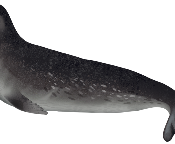 Ross Seal - Marinewise