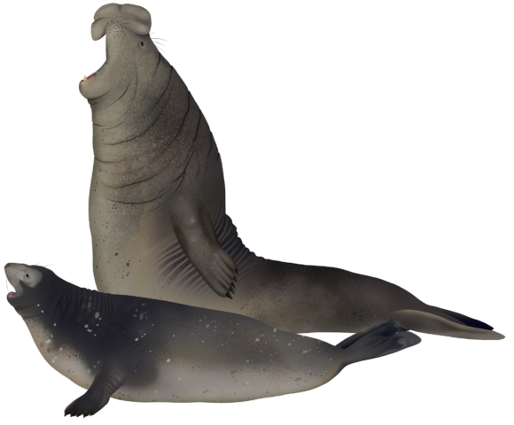 Southern Elephant Seal - Marinewise