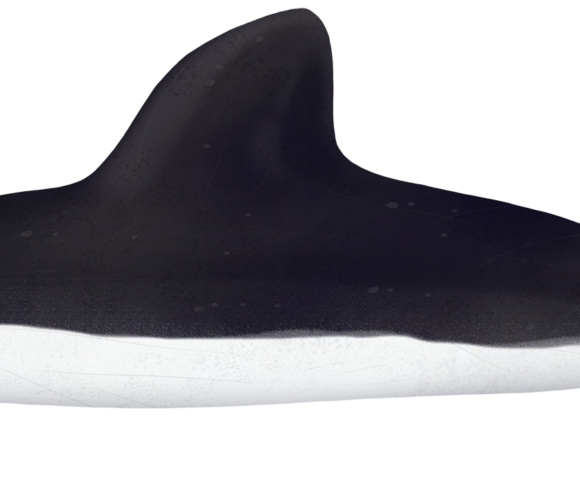 Spectacled Porpoise - Marinewise