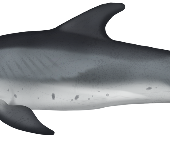 Bottlenose Dolphin - Marinewise
