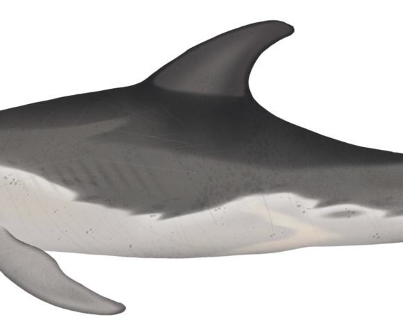 Burrunan Dolphin - Marinewise