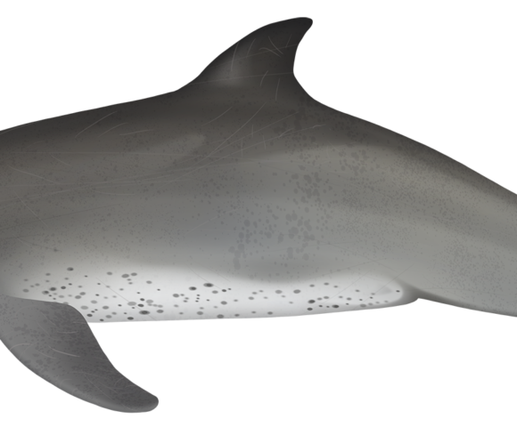 Indo-Pacific Bottlenose Dolphin - Marinewise