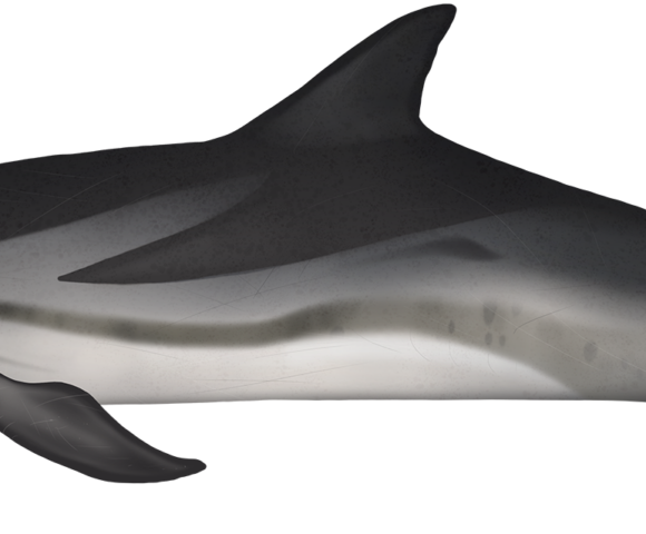 Striped Dolphin - Marinewise