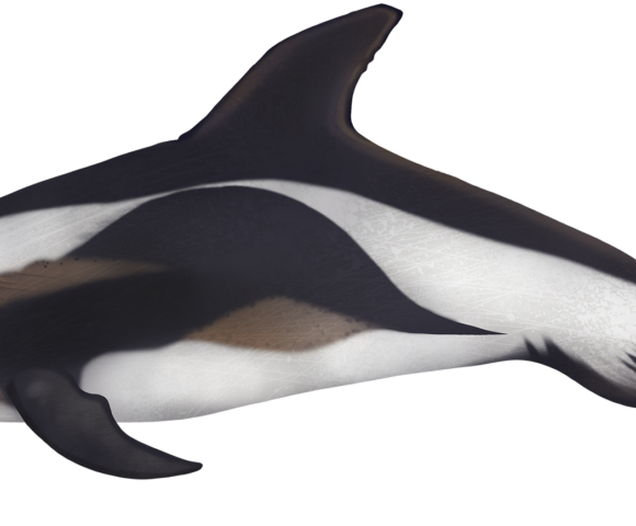 Hourglass Dolphin - Marinewise