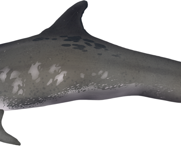 Rough-toothed Dolphin - Marinewise