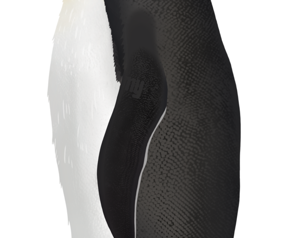 Emperor Penguin - Marinewise