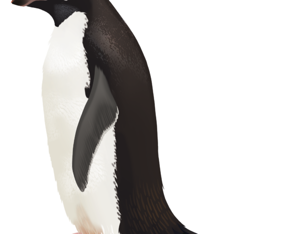Adélie Penguin - Marinewise