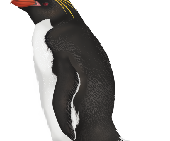Macaroni Penguin - Marinewise