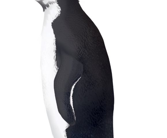Royal Penguin - Marinewise