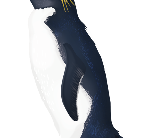 Eastern Rockhopper Penguin - Marinewise