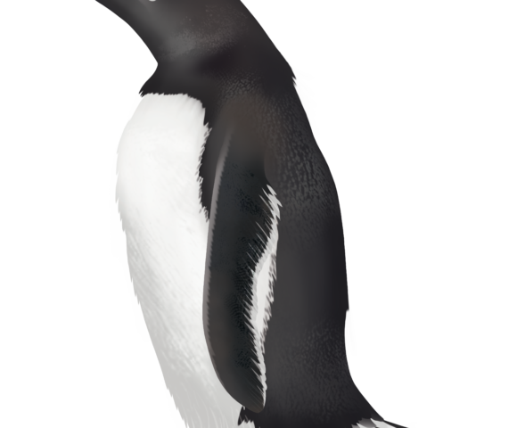 Gentoo Penguin - Marinewise