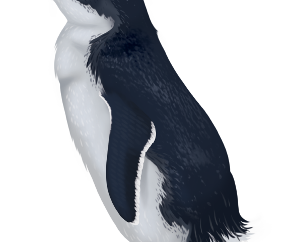 Little Penguin - Marinewise