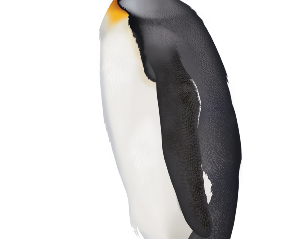 King Penguin - Marinewise