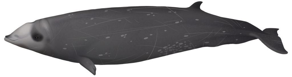 Cuvier's Beaked Whale - Ziphius Cavirostris | Marinewise