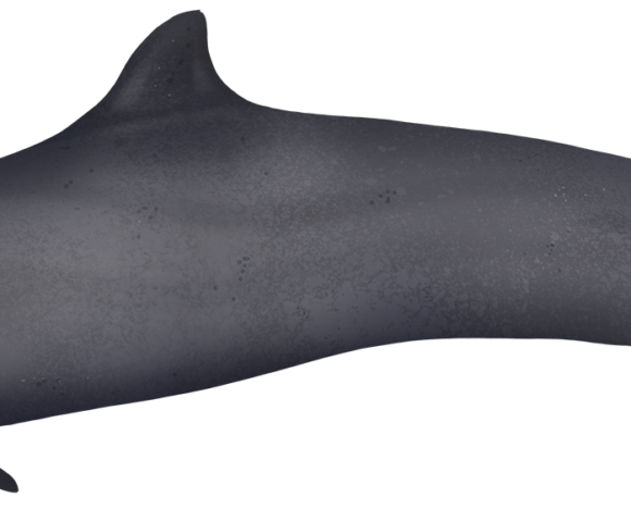 False Killer Whale - Marinewise