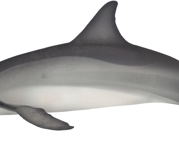 Spinner Dolphin - Marinewise