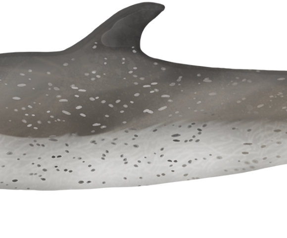 Pantropical Spotted Dolphin - Marinewise
