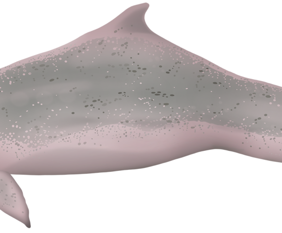 Australian Humpback Dolphin - Marinewise