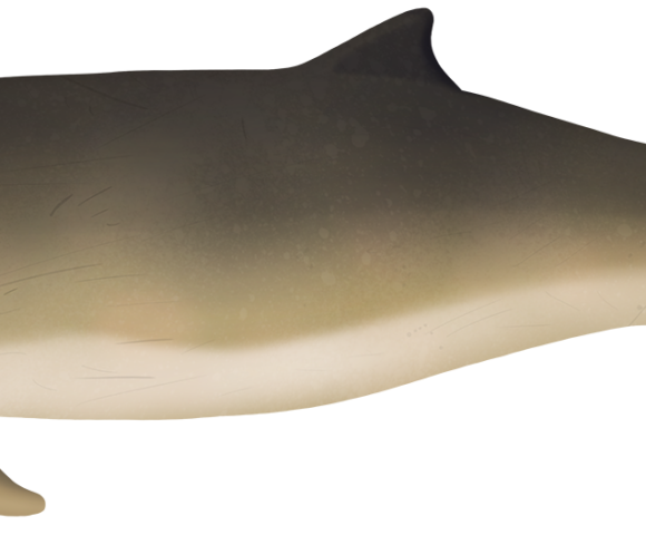 Australian Snubfin Dolphin - Marinewise
