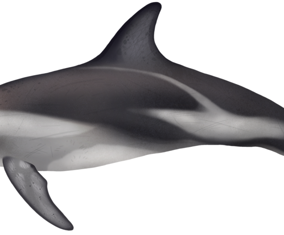Dusky Dolphin - Marinewise