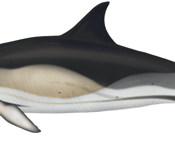 Short-beaked Common Dolphin - Marinewise