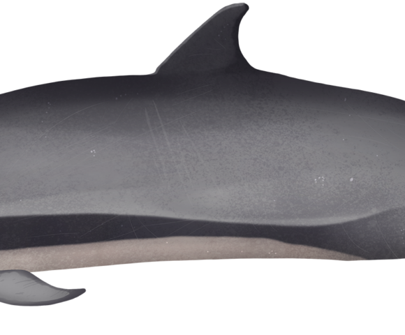 Fraser's Dolphin - Marinewise
