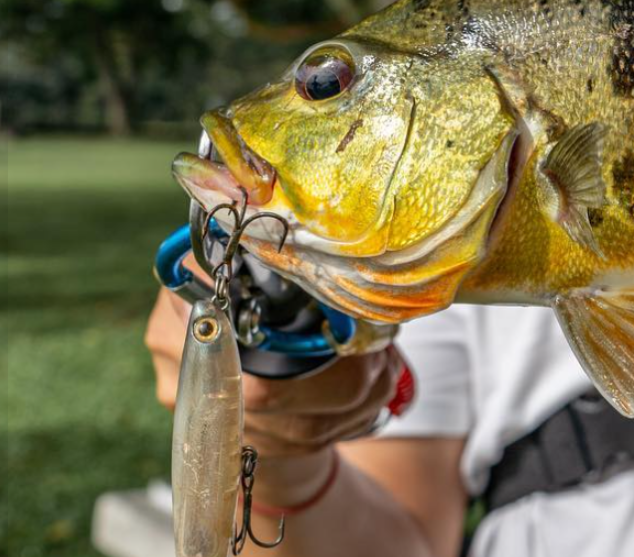 best lure for peacock bass Amazon Lures Your Guide to Catching South