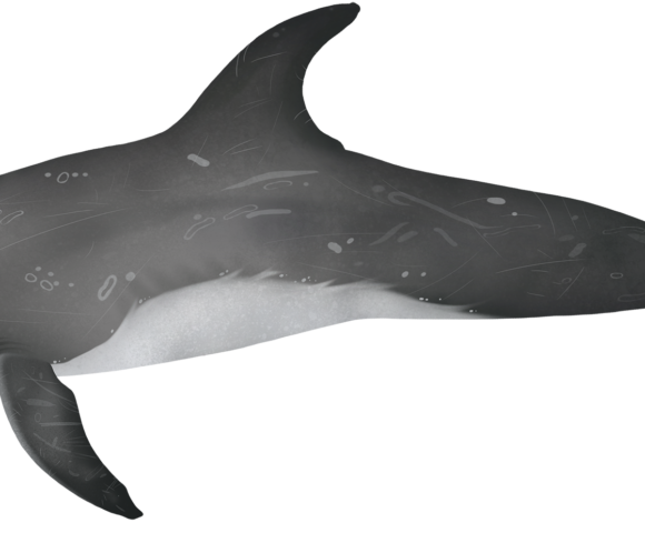 Risso`s dolphin - Marinewise