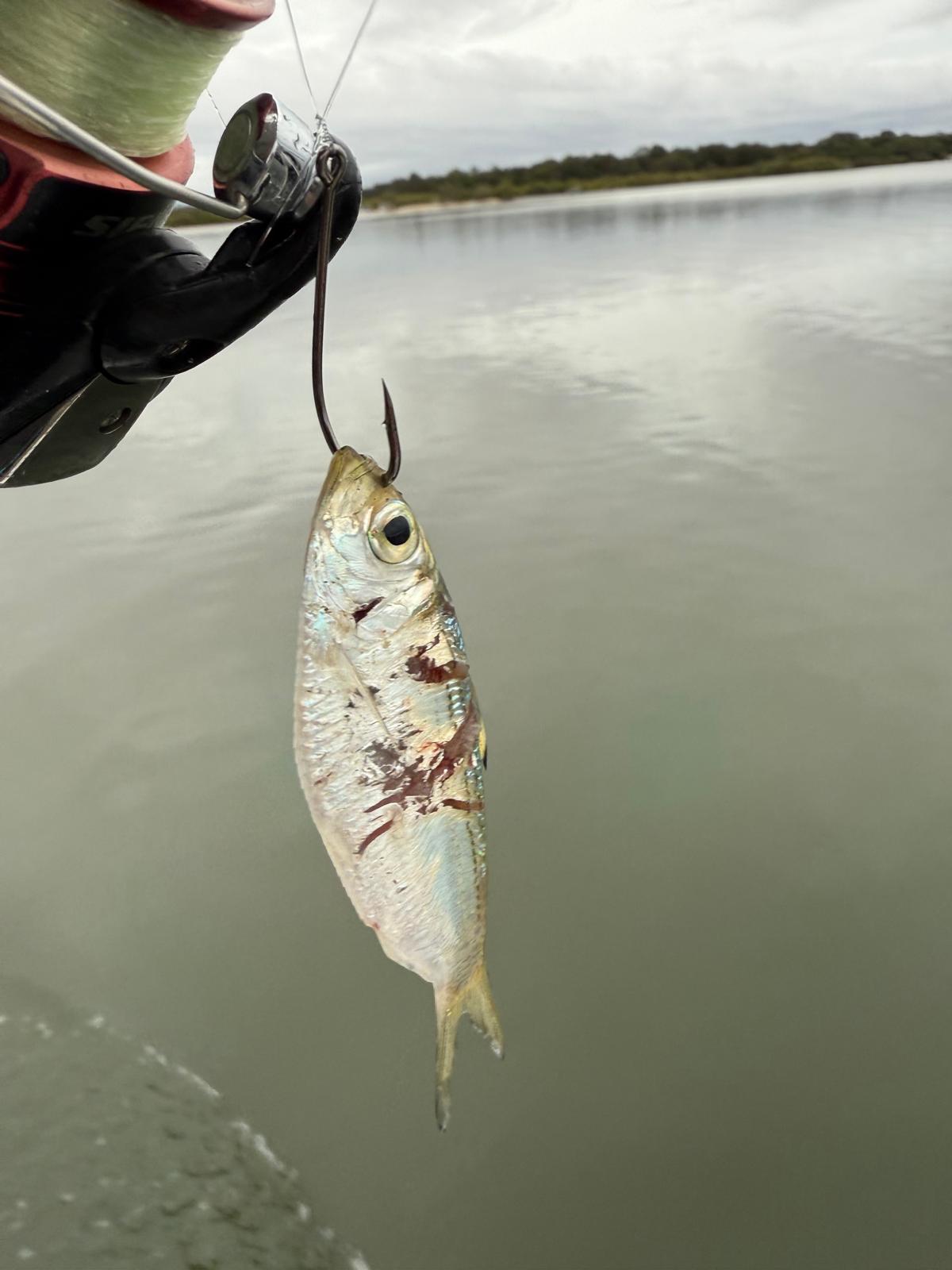 Drift fishing the Noosa River with live herring on a running sinker rig