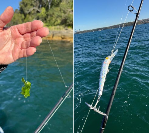 Sydney Harbour winter fishing bait and lures Sydney Harbour winter fishing bait and lures