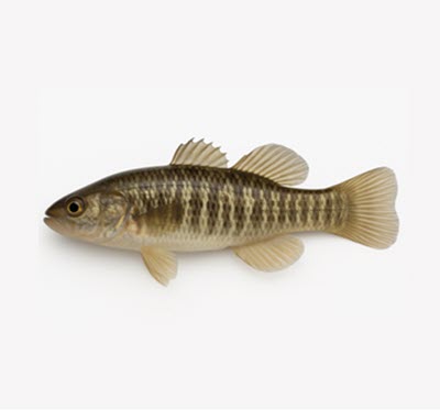 Mud Minnow - MarineWise Mud Minnow - MarineWise