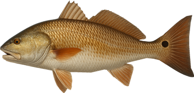 Redfish - Marinewise