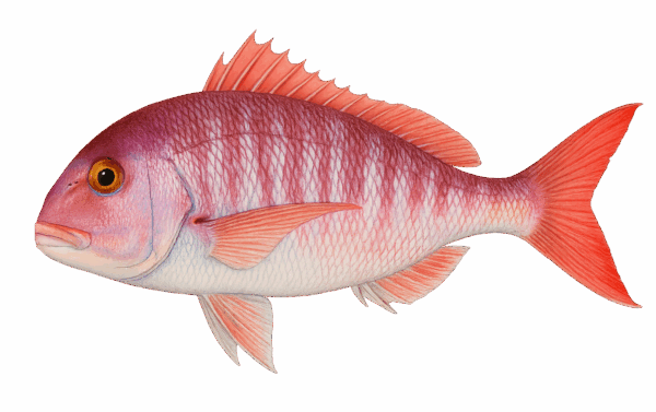 Dentex Dentex - MarineWise