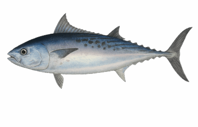 Little Tunny (Euthynnus alletteratus) - MarineWise