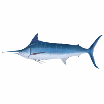 Blue Marlin