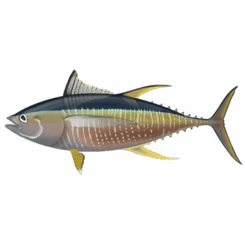 Yellowfin Tuna