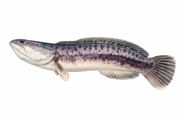 Giant Snakehead (Channa micropeltes) - MarineWise
