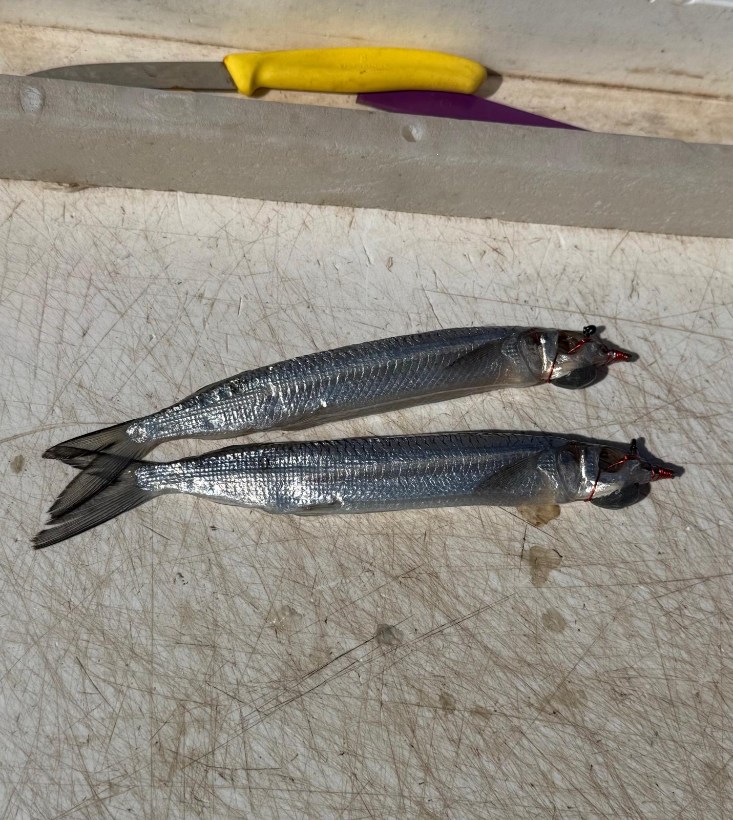 Garfish with a single circle hook for marlin fishing Exmouth Garfish with a single circle hook for marlin fishing Exmouth