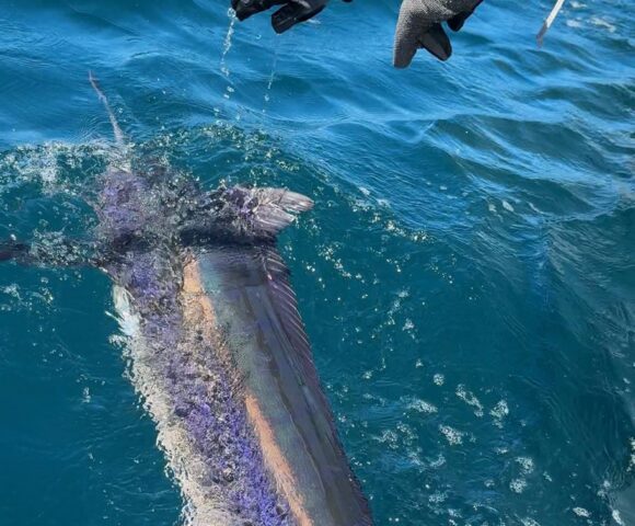 Black marlin release in Exmouth