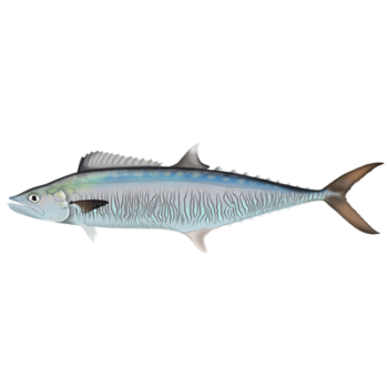 Spanish Mackerel - Marinewise