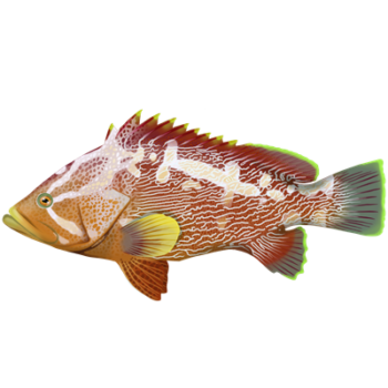Maori Cod