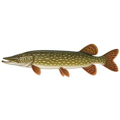 Northern pike (Esox lucius) - MarineWise