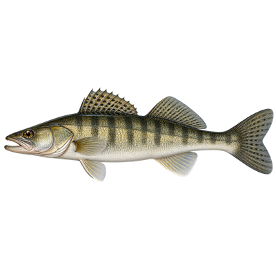 Zander (Sander lucioperca) - MarineWise