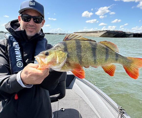 Catching big perch and zander in the Netherlands