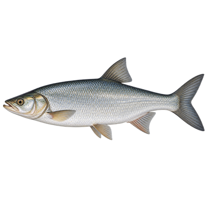 Asp (Leuciscus aspius) - MarineWise