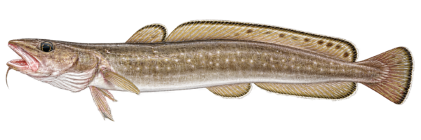 Common Ling (Molva molva) - MarineWise